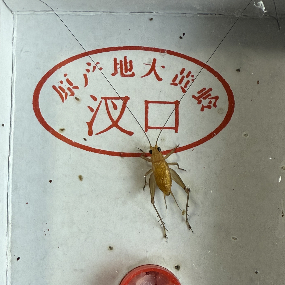 黑眼大黄蛉鸣虫两条长须（蟋蟀科）路途包死亡