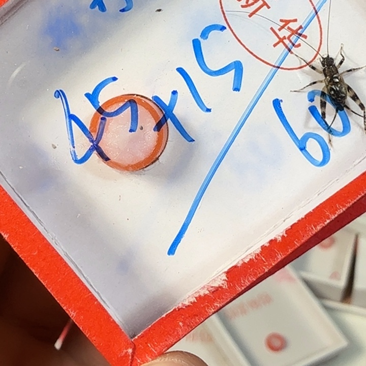 动***组蟋蟀33333333333333333