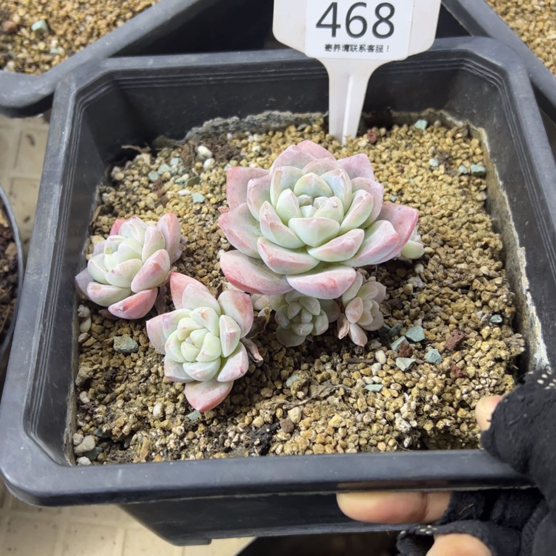 红陶反*序468号多肉植物