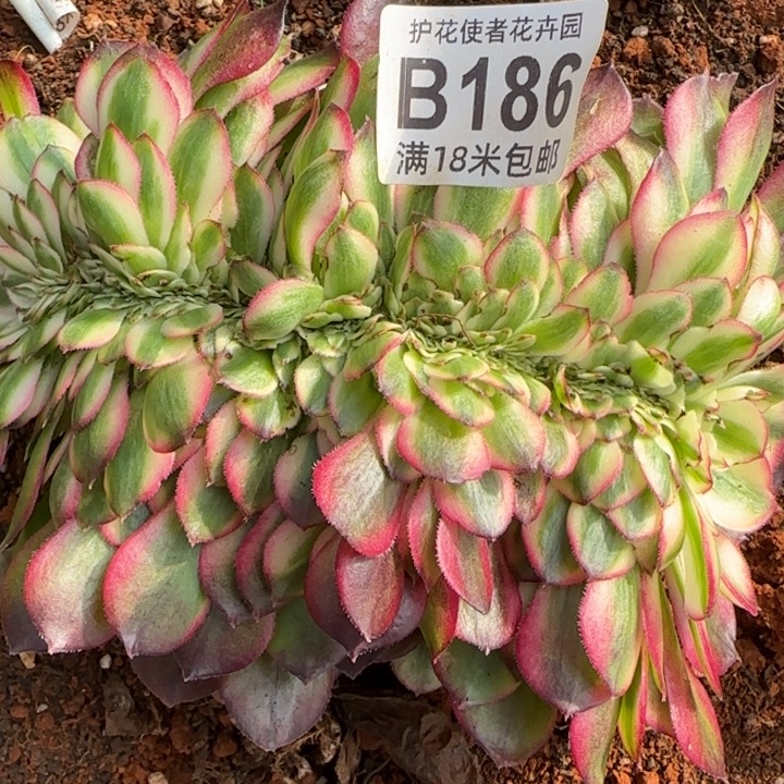 多肉法师荔枝缀化