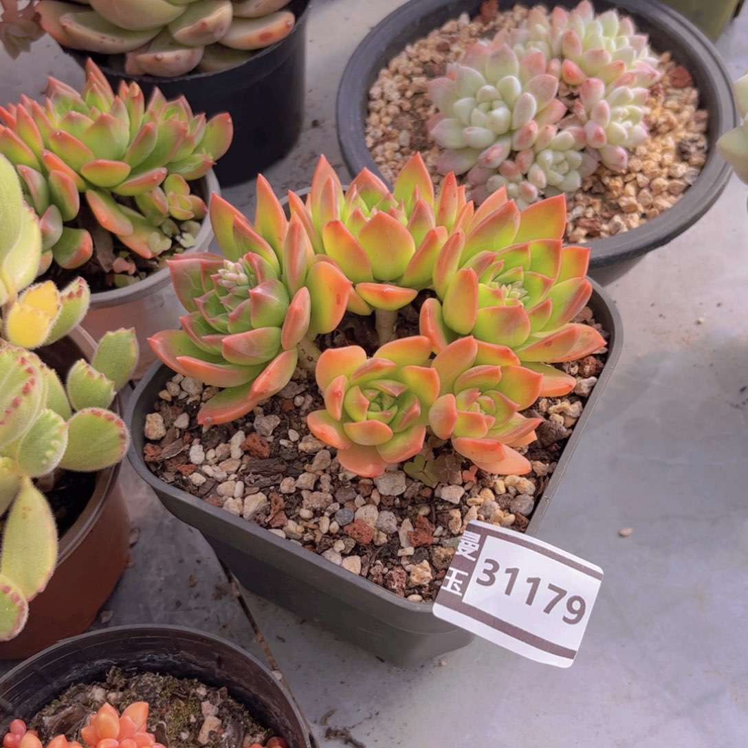 翠鸟多肉植物31179
