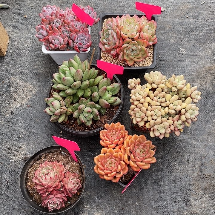 我***鱼多肉植物六个寄养