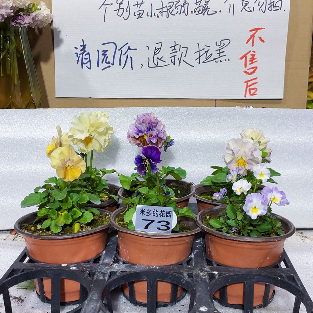 大部分花苞少量开放73