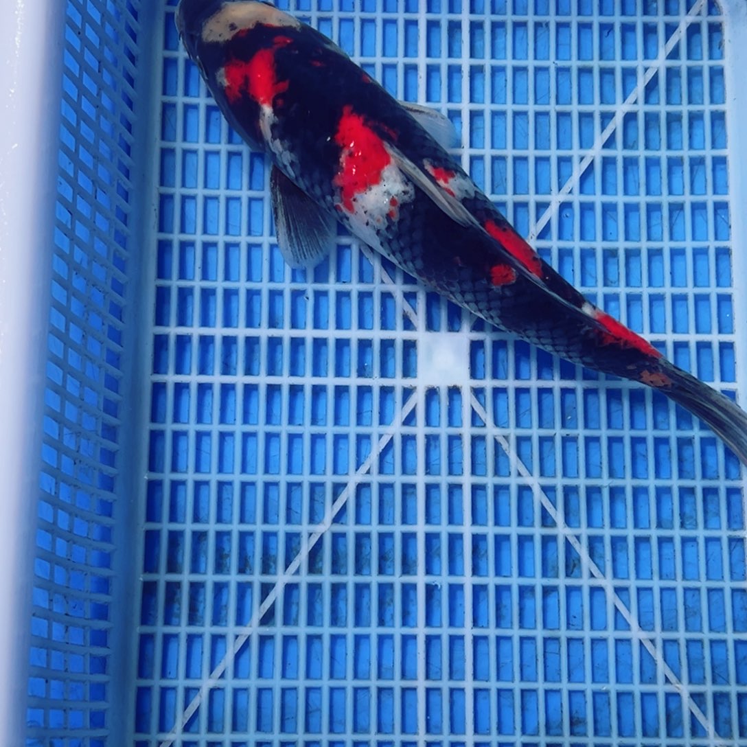 锦鲤锦鲤观赏鱼1111