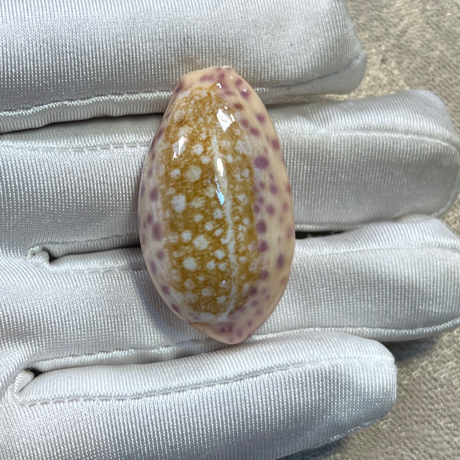 天然中华宝螺 红底 自然生长