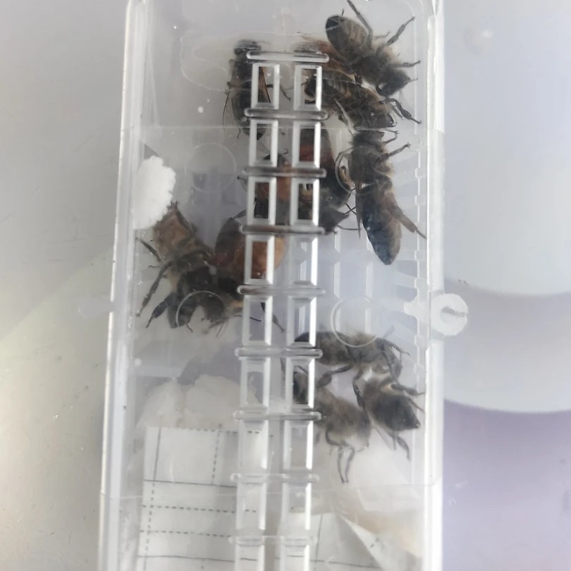 蜜蜂补差价链接，新疆，西藏，宁夏，青海