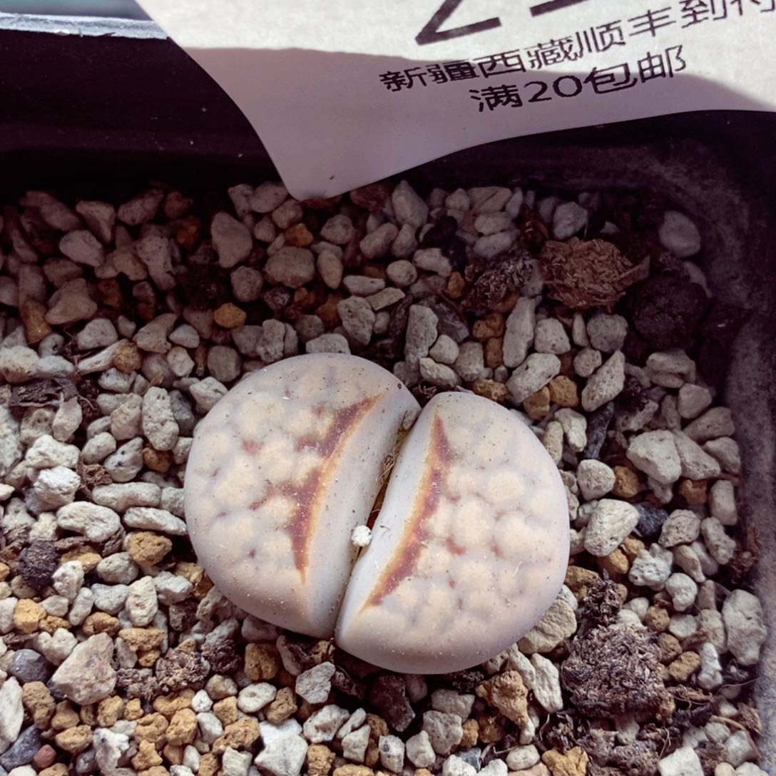 我的小姐姐们都是我的219