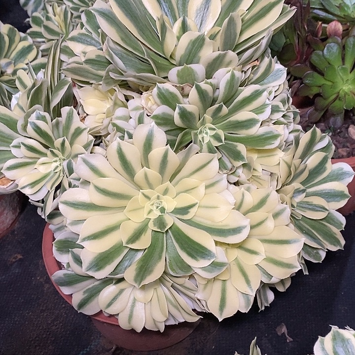 多肉植物保护研究所