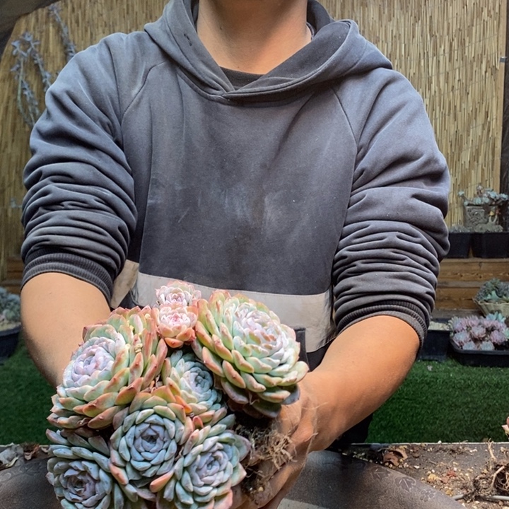 辣***袭45 号冰魄多肉植物