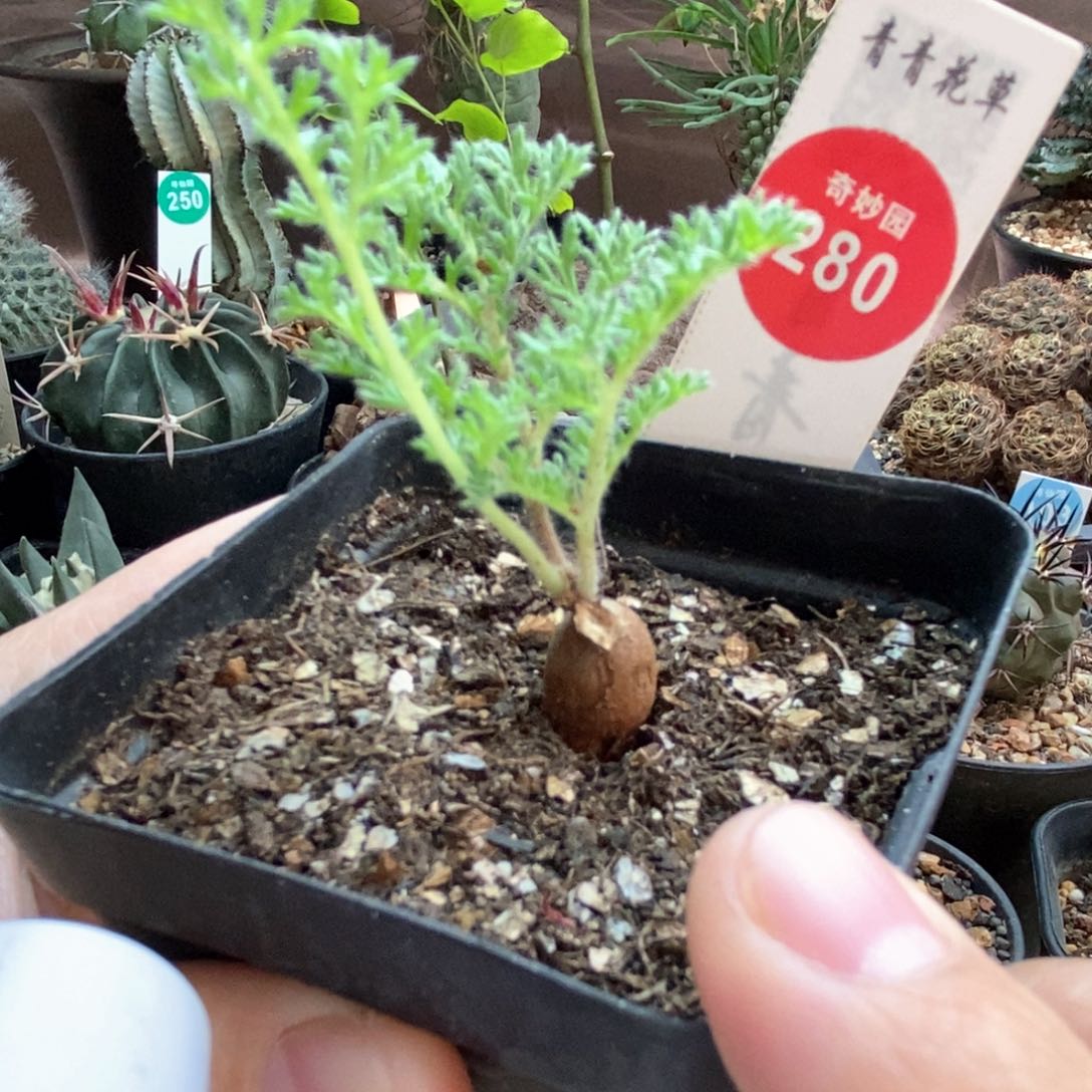 枯木洋葵一颗仙人球