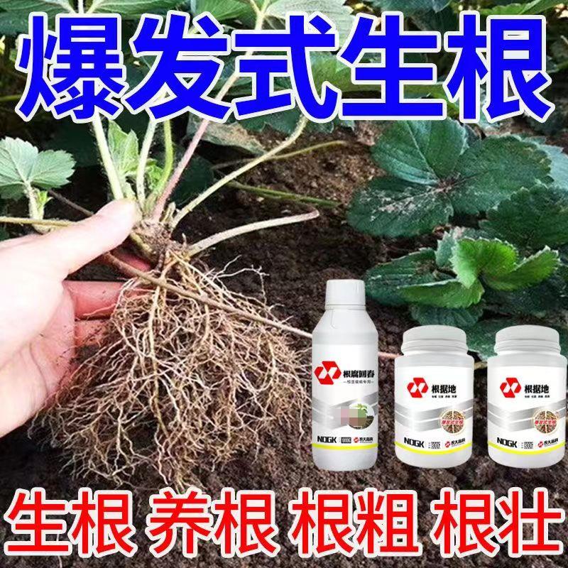 育苗移栽生根壮苗粉改善土壤缓苗提升成活率防根腐