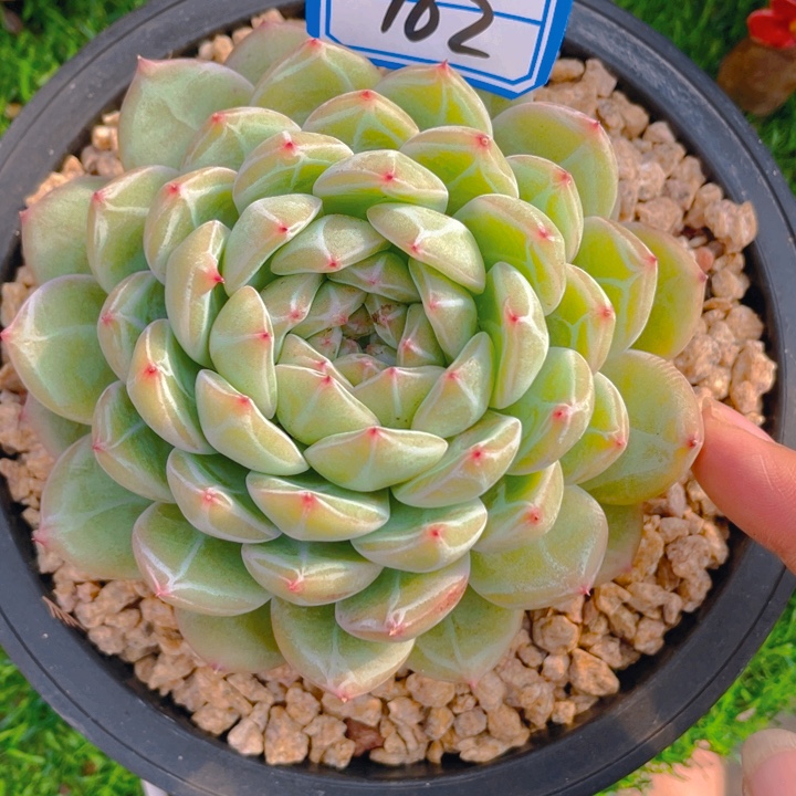 谢谢你的支持000000162