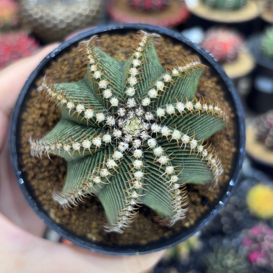 7cm螺旋体实生9R001