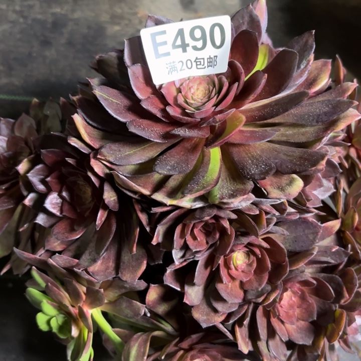 瑞妈多肉园艺490