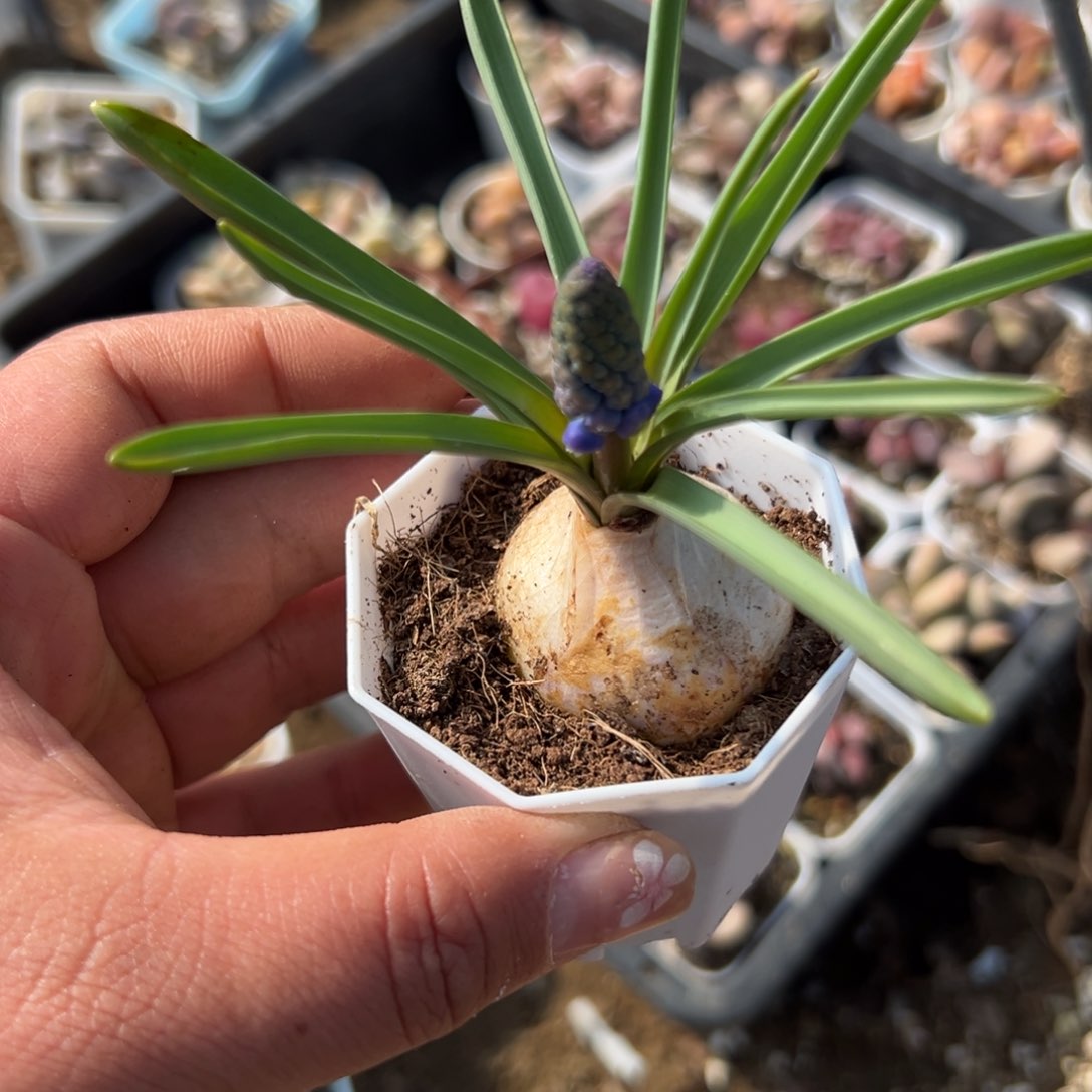 多肉植物葡萄风信子