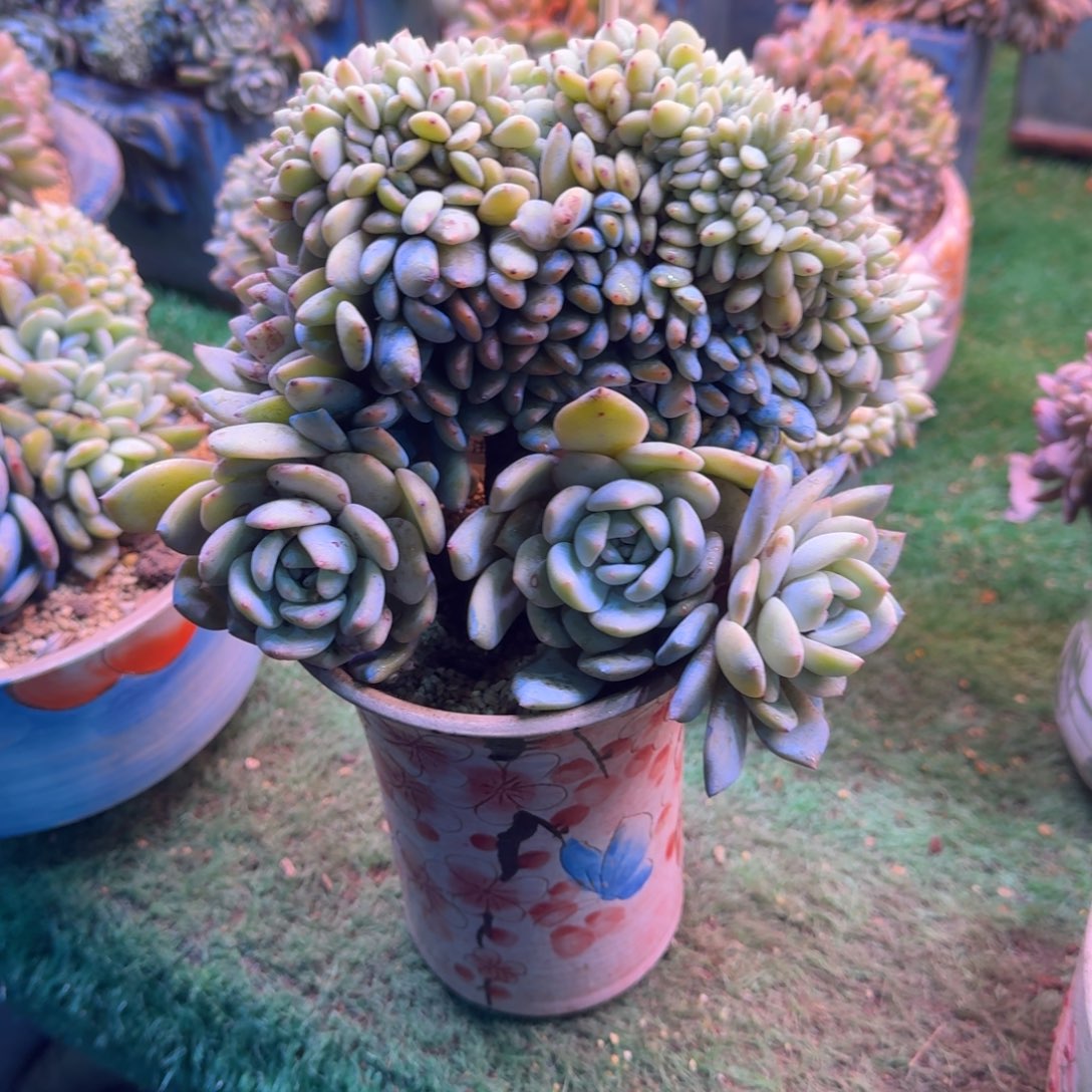 星影树缀无砍多肉18