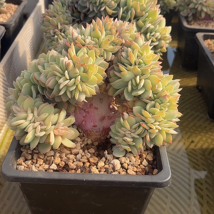 白凤缀化树缀厚板子