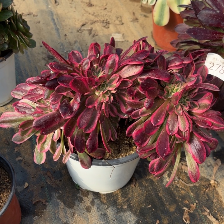 美杜莎坠多肉法师2783