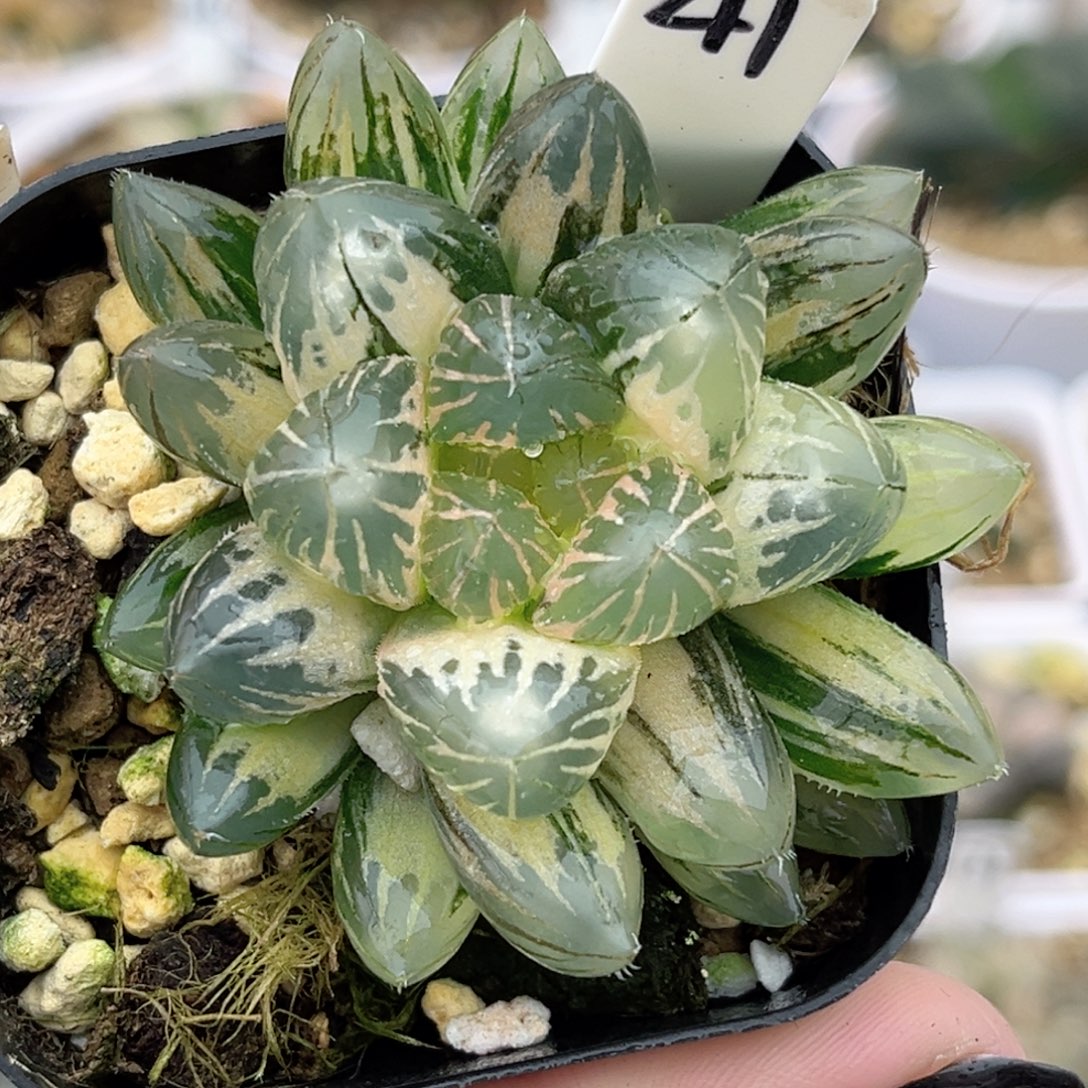 41灯芯龙爪玉露锦福利专场