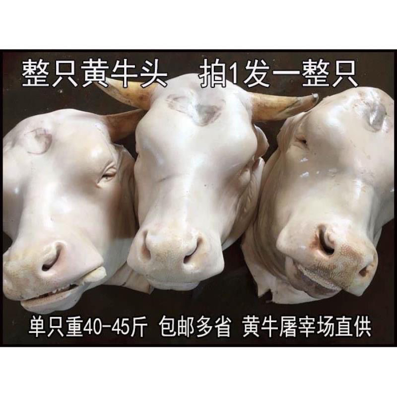 甄选黄牛牛头（一整个）不带舌42～48斤左右