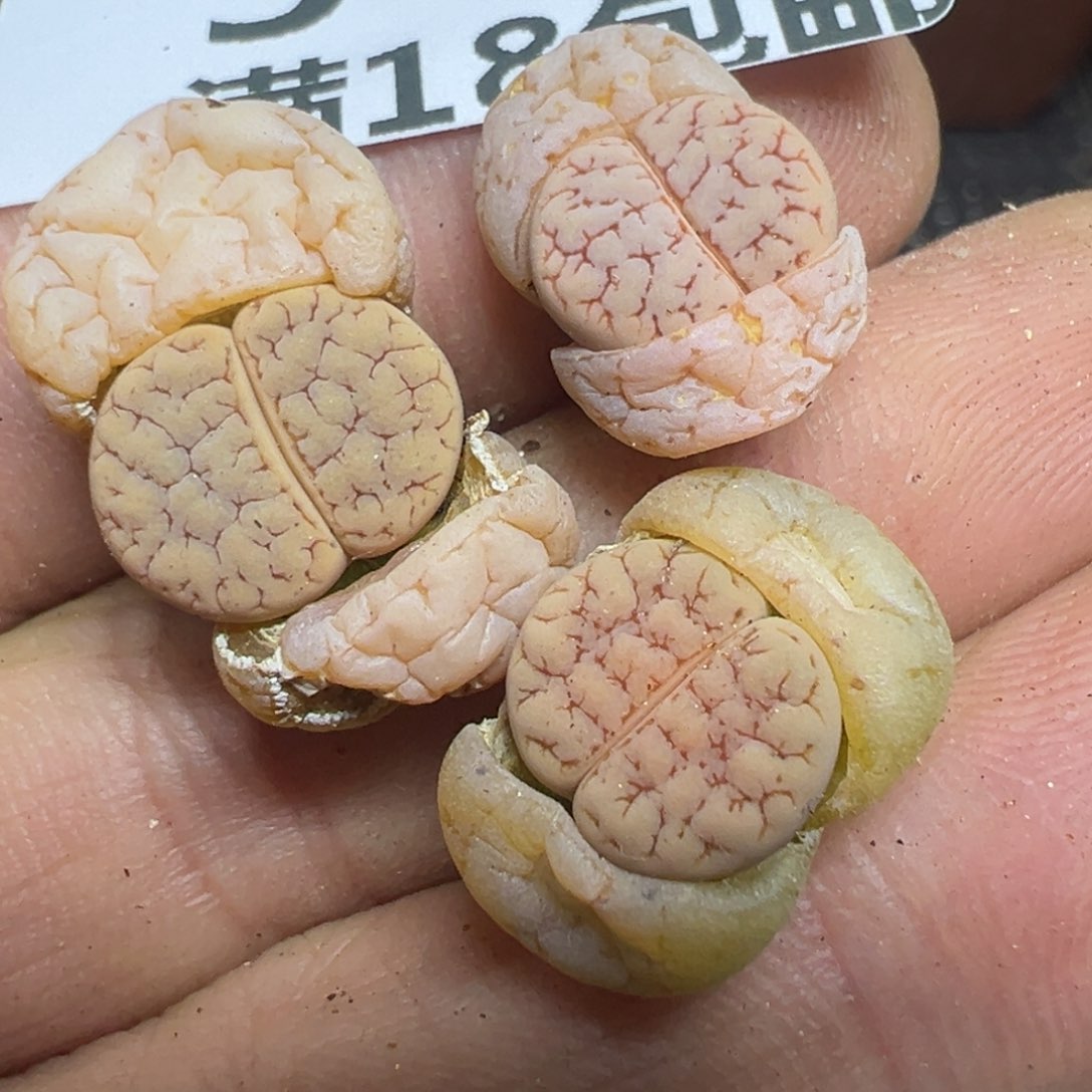 【闪购商品】 343。  