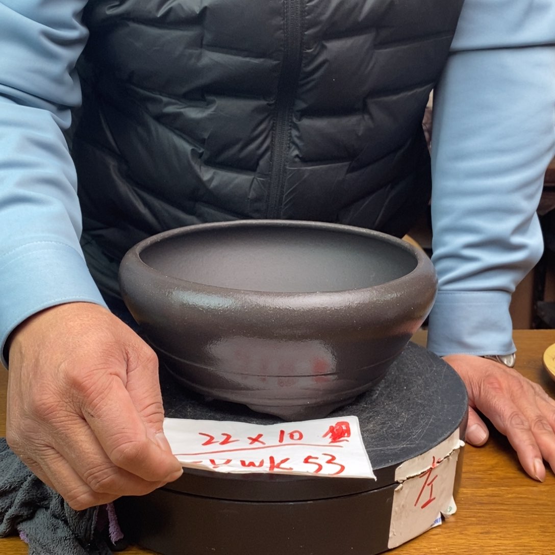 红陶货号一只WK53