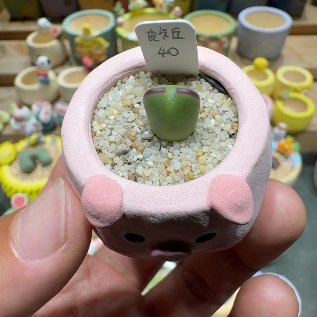 蘑菇1186金皮卡丘多肉植物