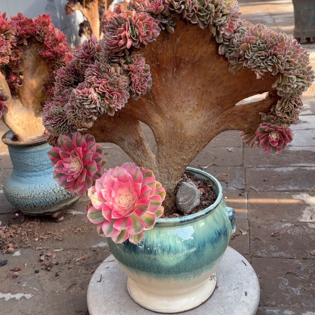 辰****y荔枝111111111