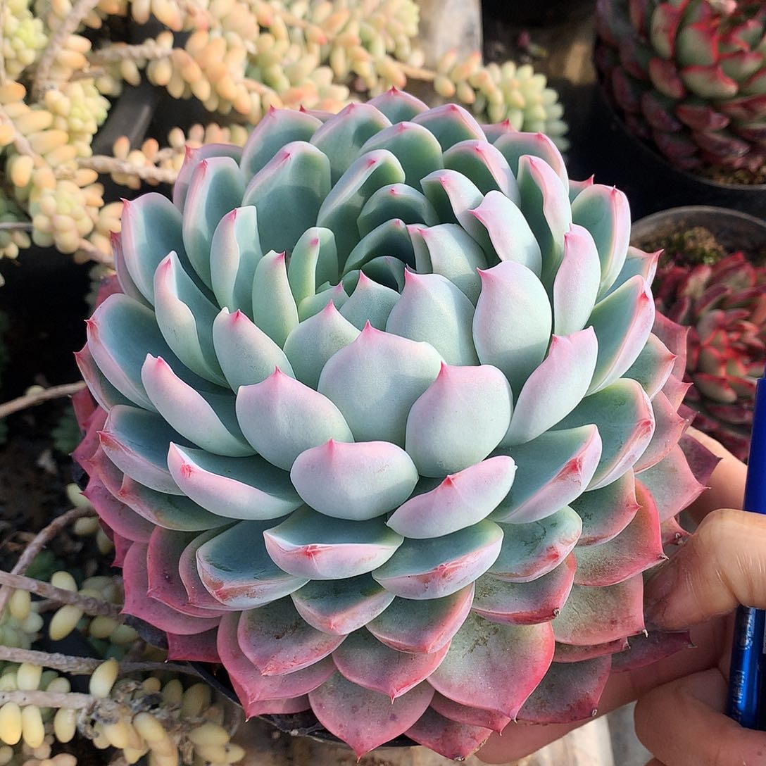 杂交大单头一物一拍