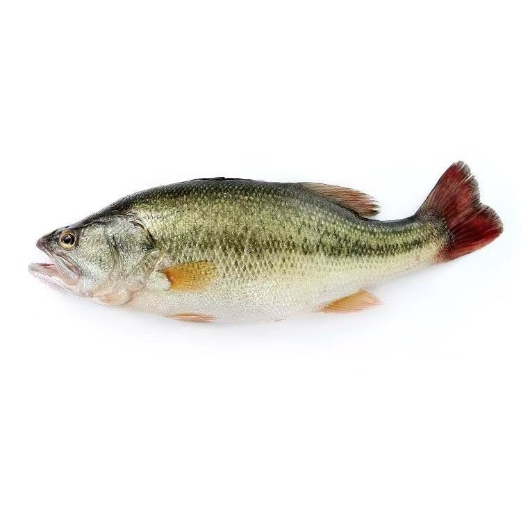 【东三省包邮】大号江鲈鱼 3条（4斤左右非活鱼）