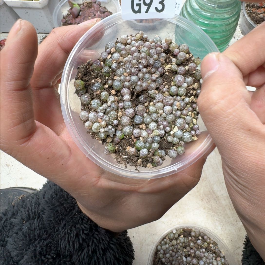 G93 小灯泡一盒。尺寸不大