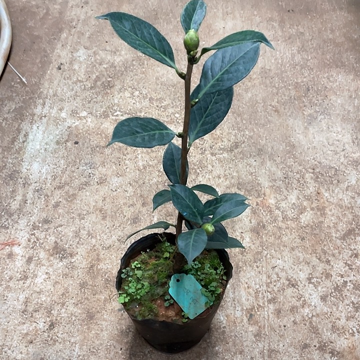 彭***哥完全开放十级灯牌福利苗法云