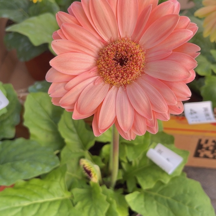 非洲菊多肉植物677