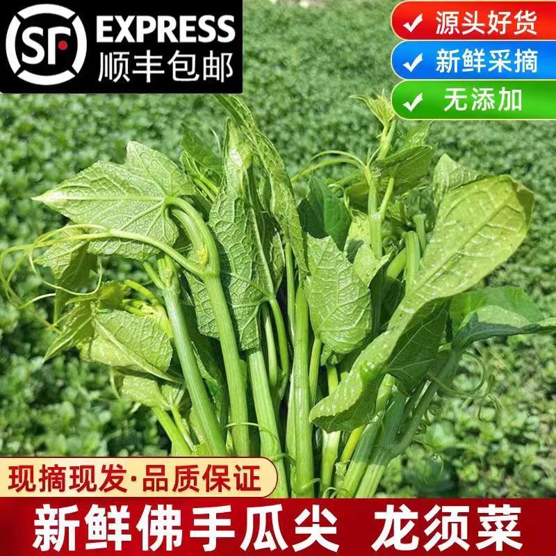 贵州新鲜蔬菜自种瓜尖佛手瓜尖龙须菜洋瓜尖叶当季时令蔬菜捧瓜尖