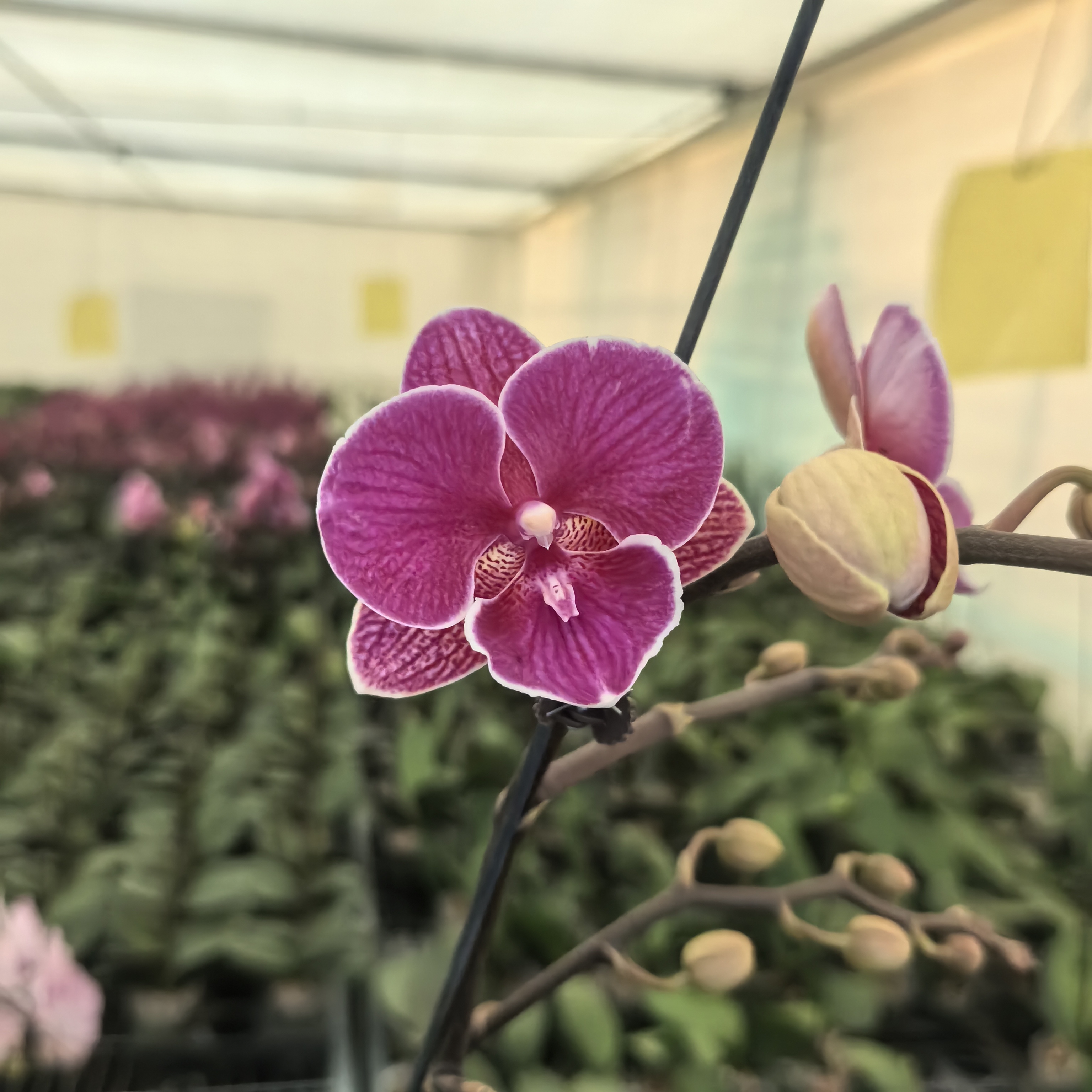 【秀新甄选】蝴蝶兰【大红豆】3.0寸带花带花苞发货