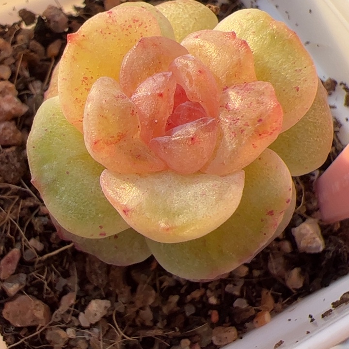 石化625 精品糖心，一物一拍，尺寸不大介意勿拍