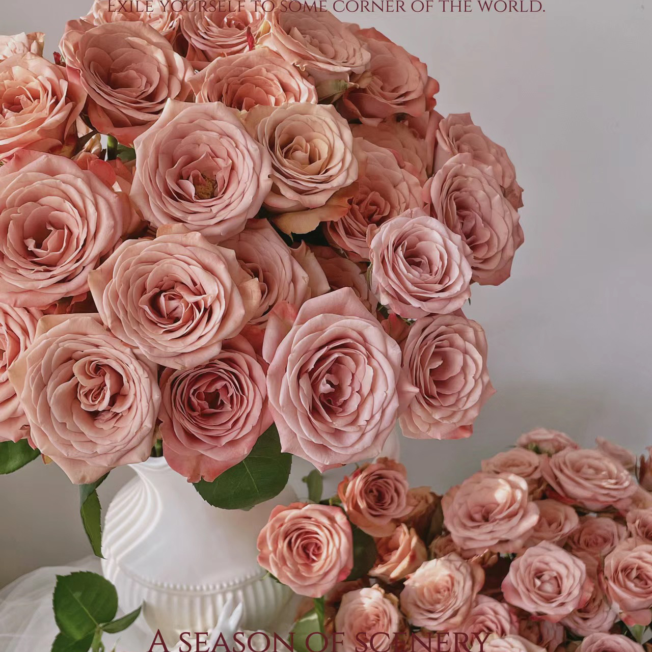 氧花季  卡布奇诺玫瑰18支+2支防损 一单包邮 两单升级快递