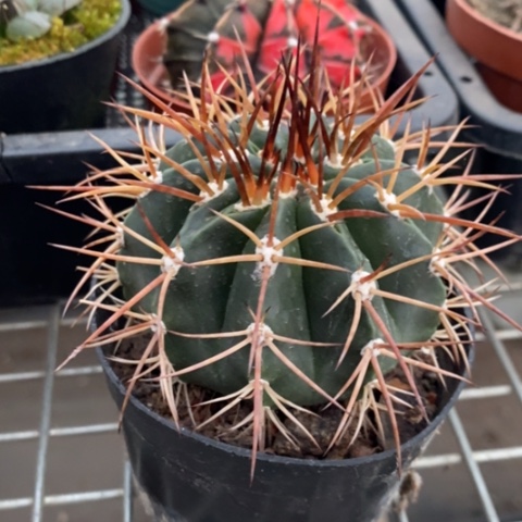 实生彩云强刺7仙人球