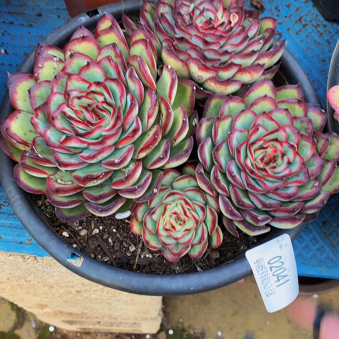 J***.肉酱玫瑰0204包吨肉多肉