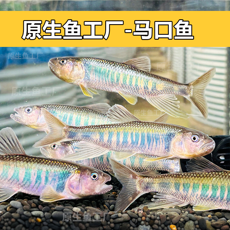 原生鱼巨彩马口鱼桃花鱲溪哥冷水耐养网红观赏鱼水族溪流原生缸
