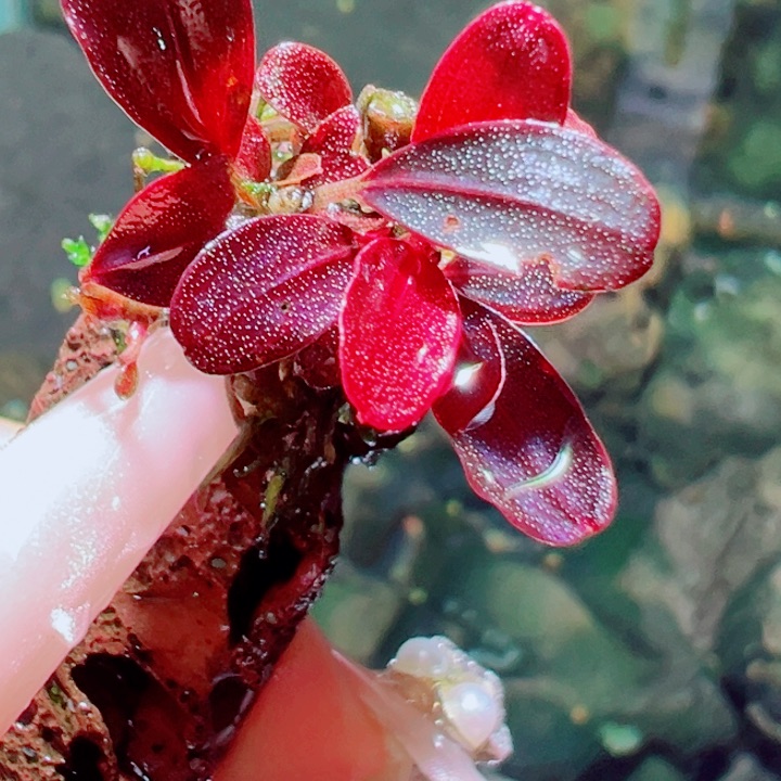 福利33号福利价植物一丛