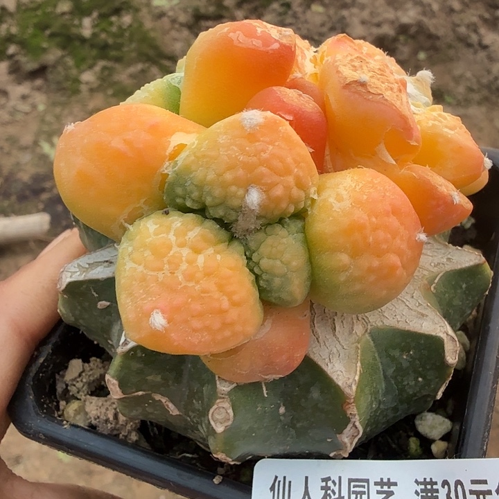 无花朵094三头连山牡丹锦