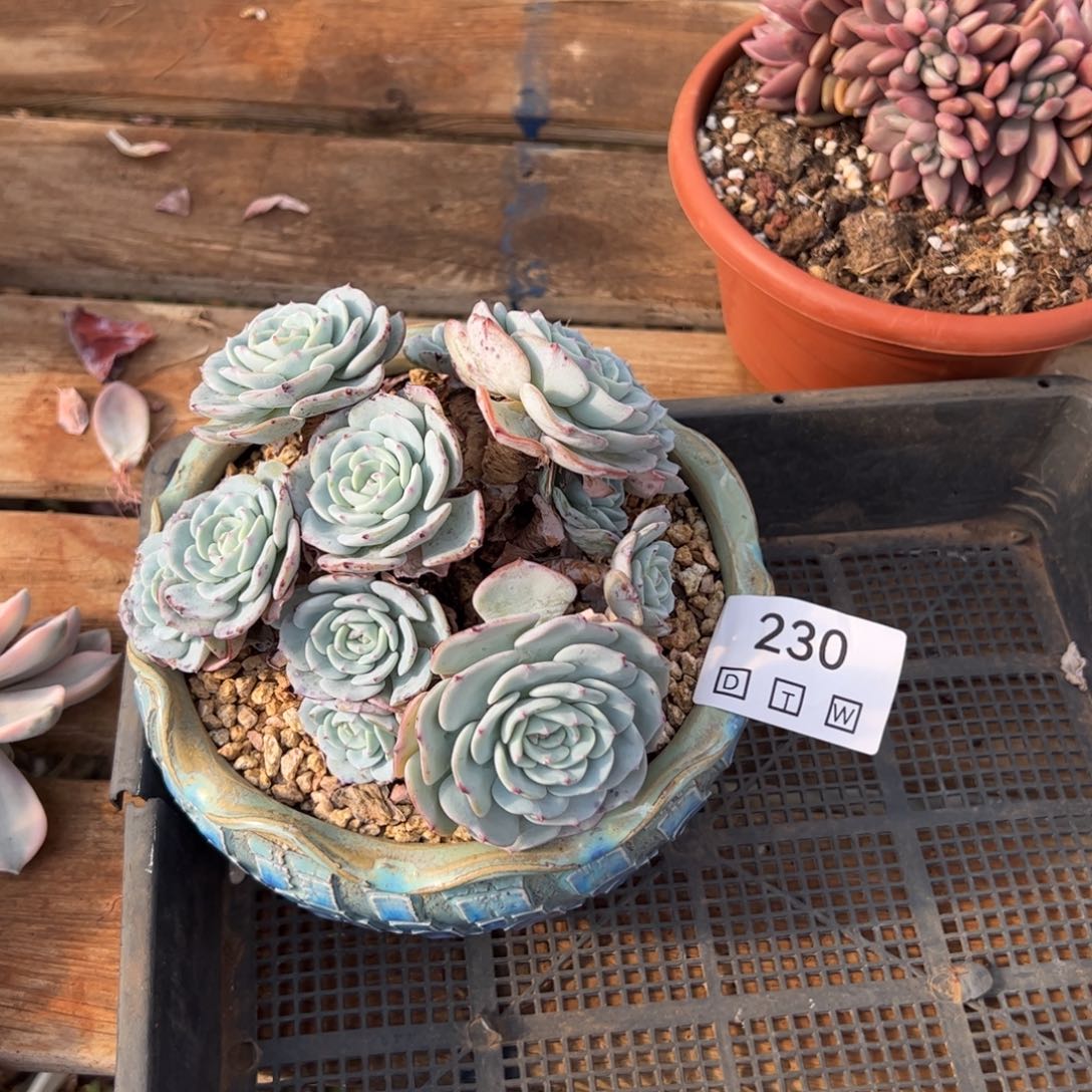 230多肉植物纤维维生素