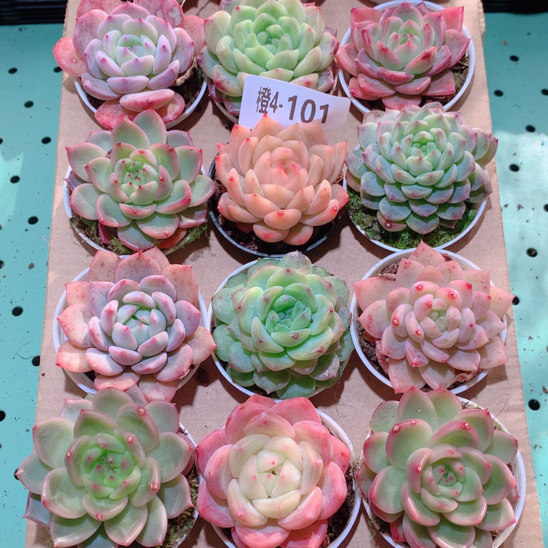 4-101一物一拍多肉带盆18颗