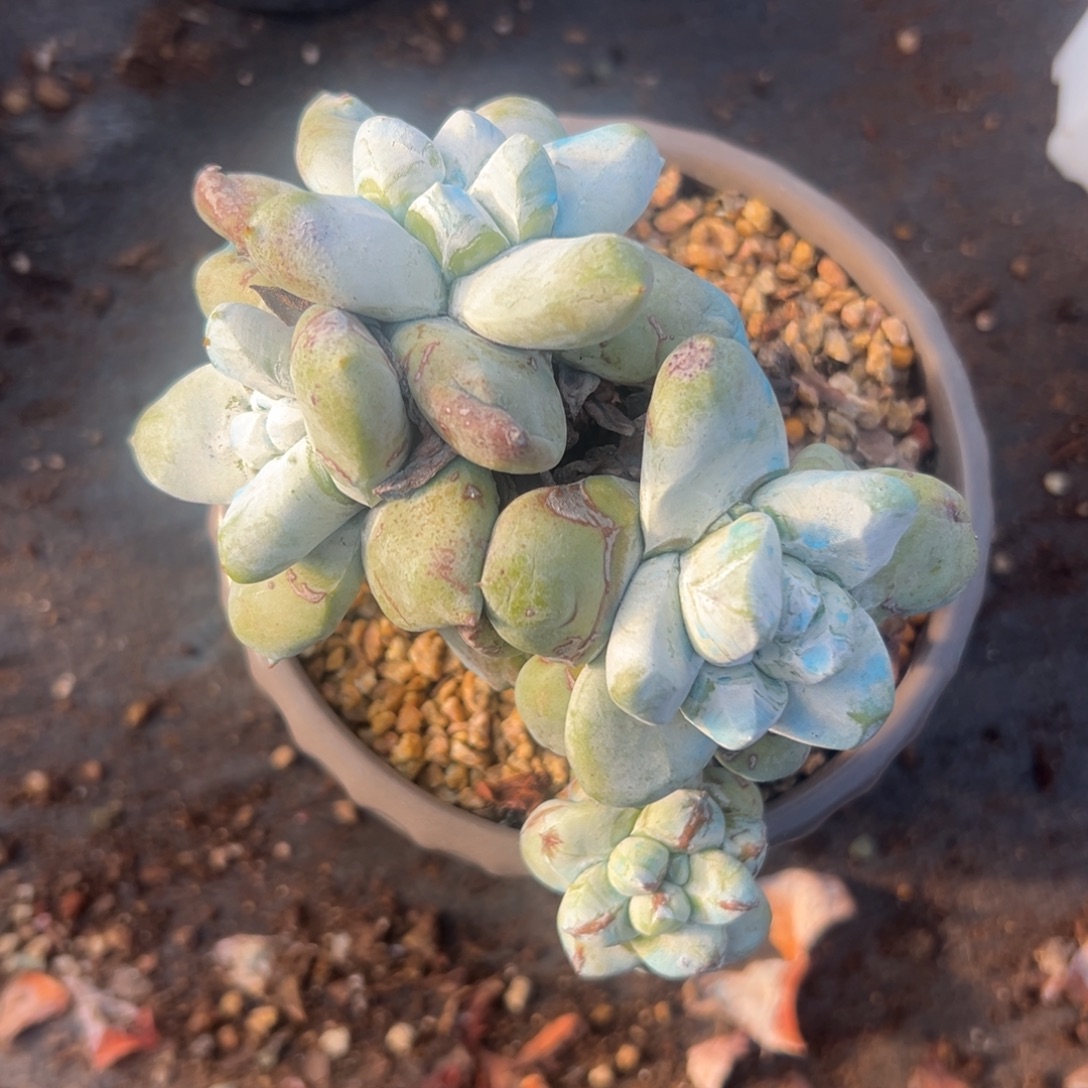 圆圆拇指～一物一拍1817