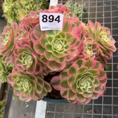 894玉姿20厘米左右