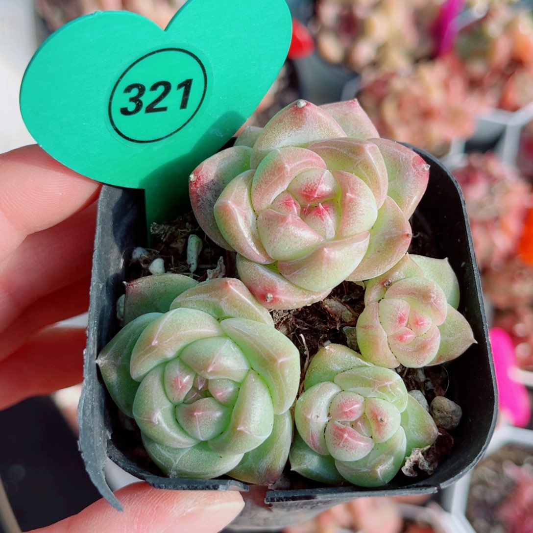 321号小老桩珍妮群