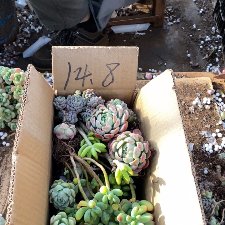 天***亭9.9124567紫乐淡雪一箱