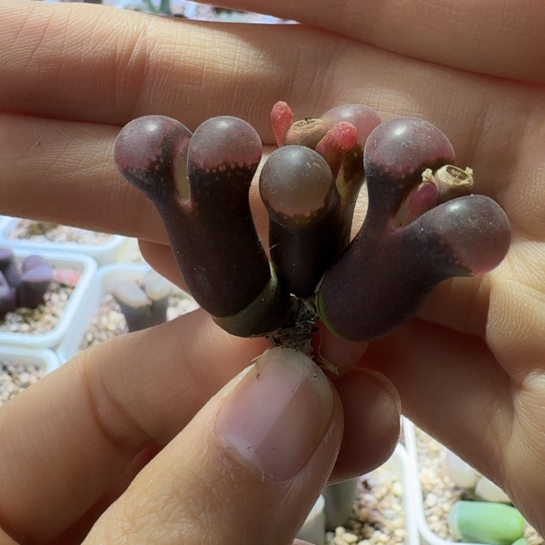 12号三头风铃一物一拍