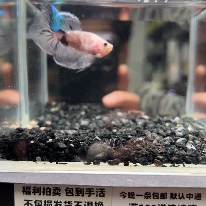 斗鱼跑单拉黑11日56